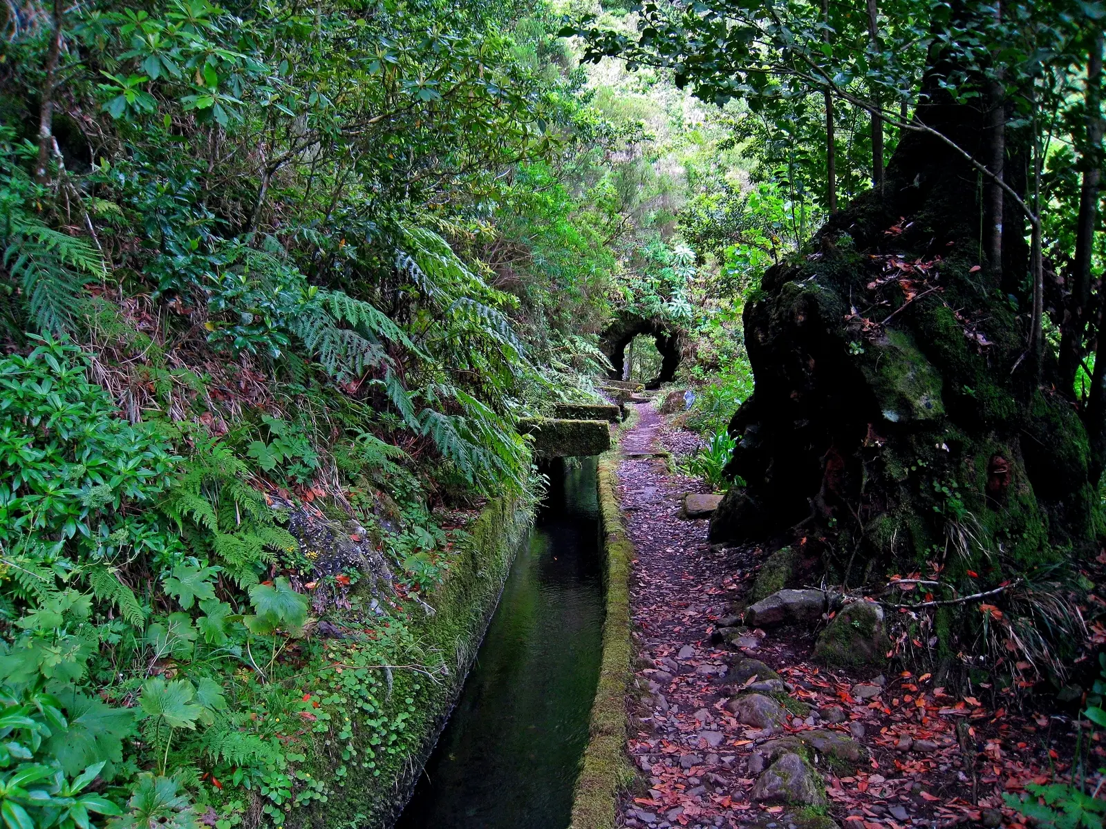 Tunnelwanderung auf der Levada do Norte
