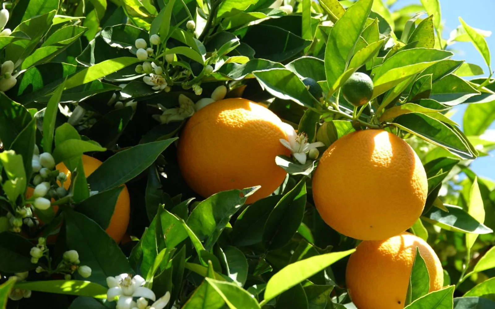 Ein besonderes Erlebnis im Frühjahr: blühende, heranwachsende und reife Orangen ... Davon dürfen Sie gern auch einige beim Mittagsbesuch auf der Finca pflücken.