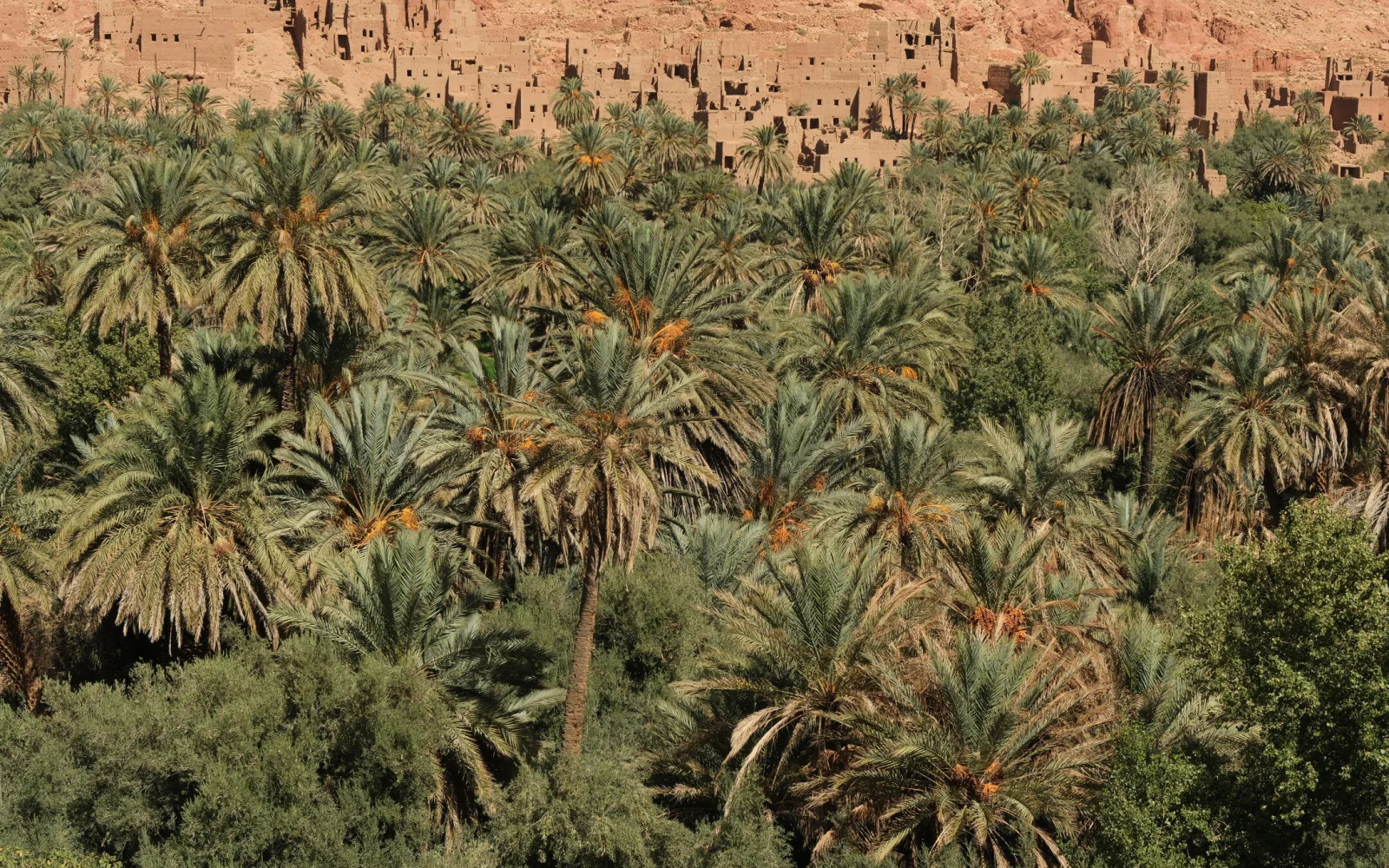 Palmengärten prägen die Landschaften zwischen Draa- und Dadestal