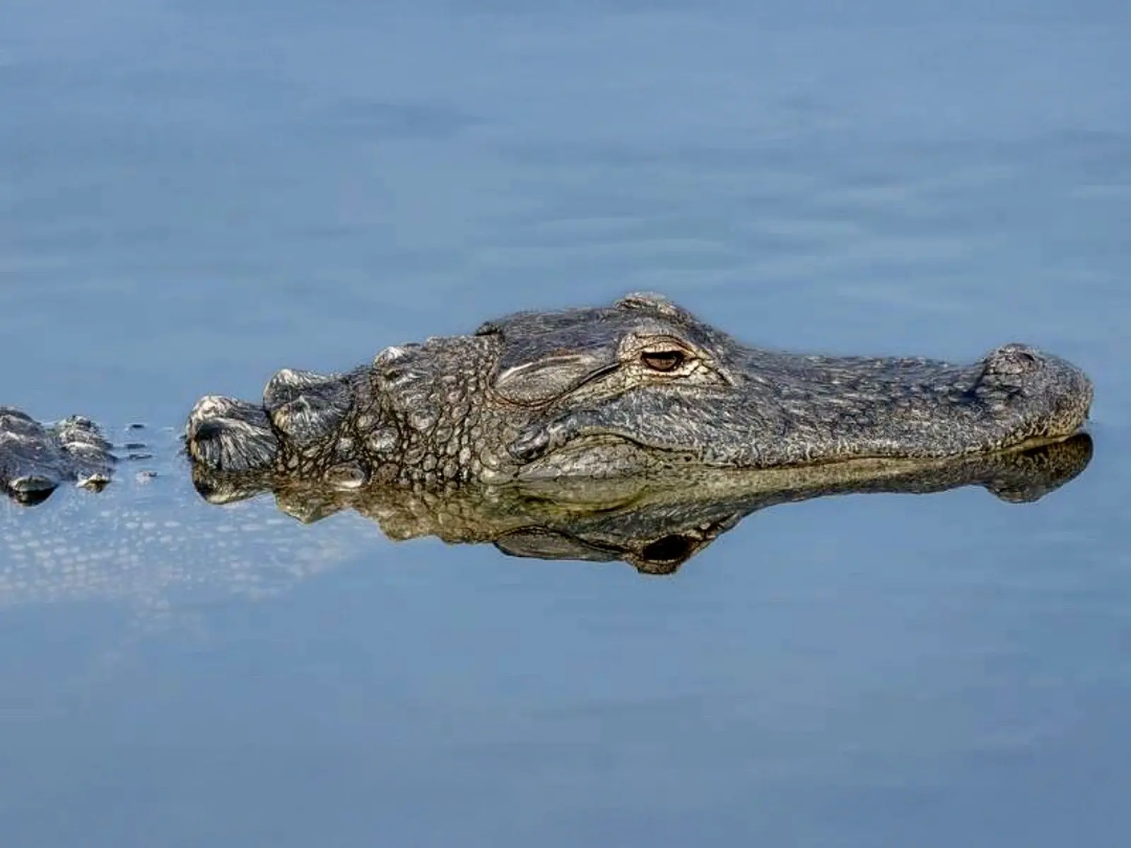 Auf Bootsfahrten begegnen Sie Krokodilen und andren Wildtieren