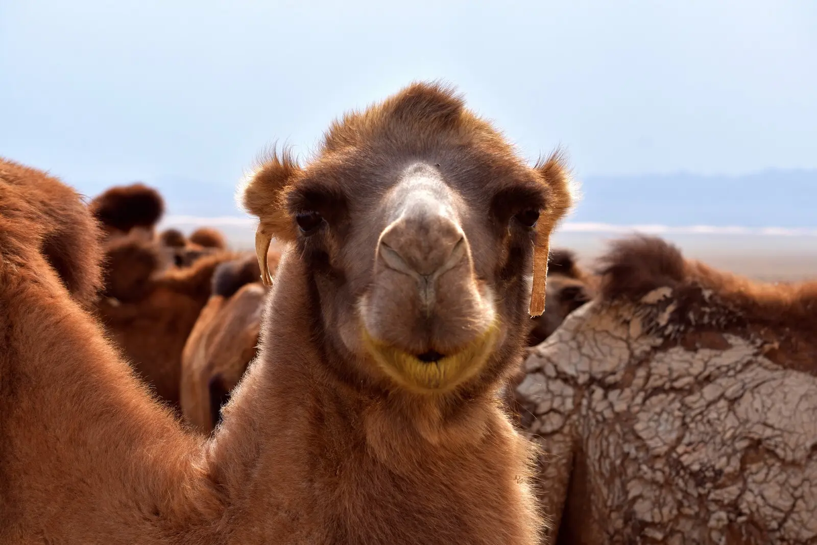 In der Wüste Gobi begegnet man regelmäßig ihren Bewohnern.