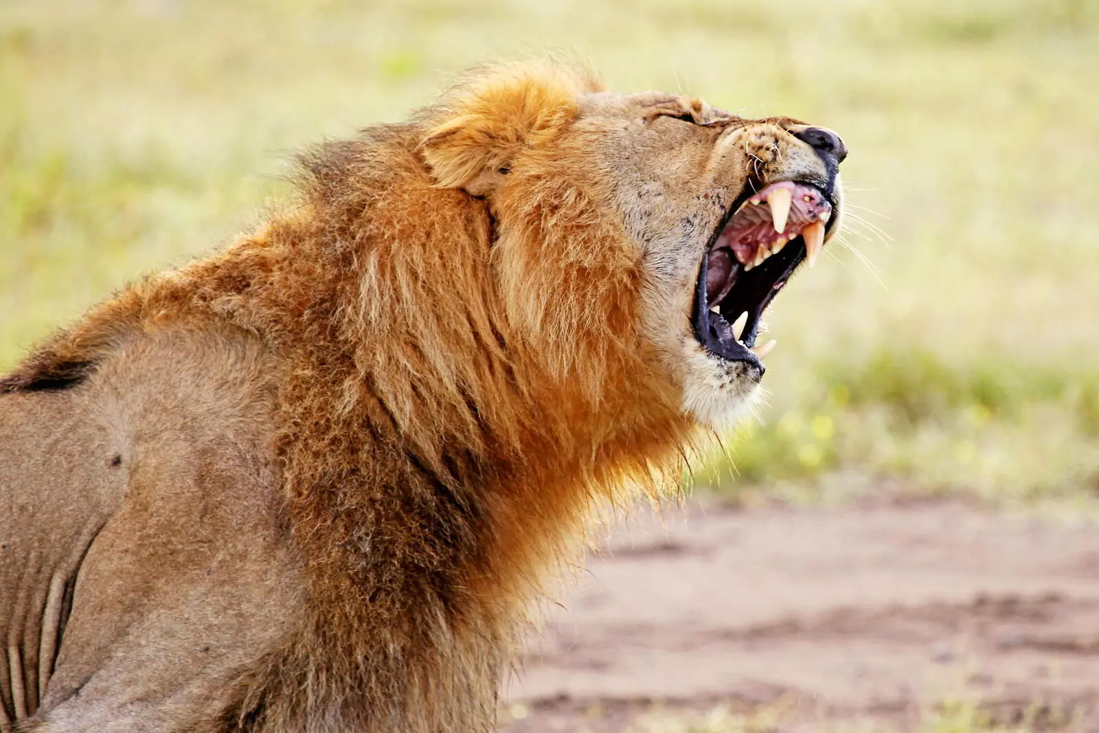 Der Etosha-Nationalpark im Norden Namibias bietet die Möglichkeit...