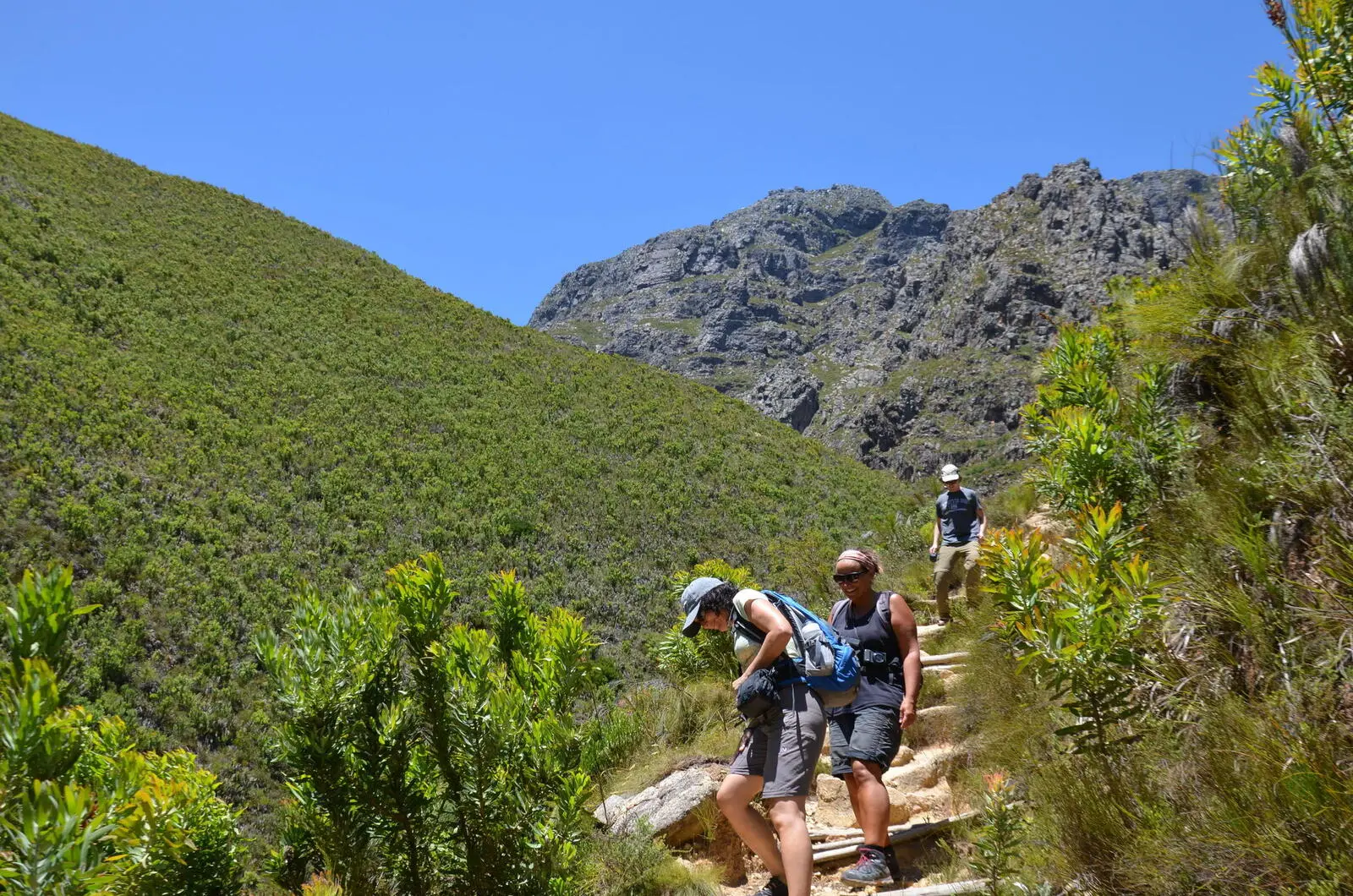 Proteenbüsche säumen die Wanderwege wie hier am Chapmans Peak