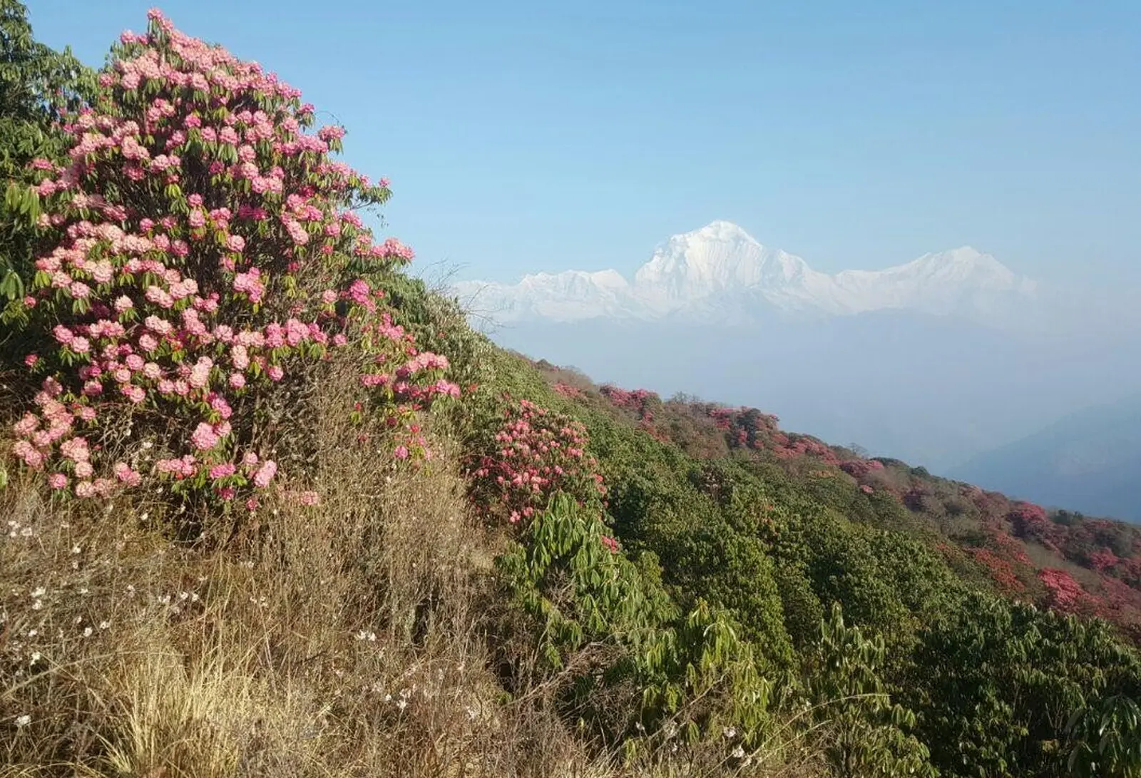 Im Frühjahr blüht der Rhododendron und schafft fantastische Naturkontraste