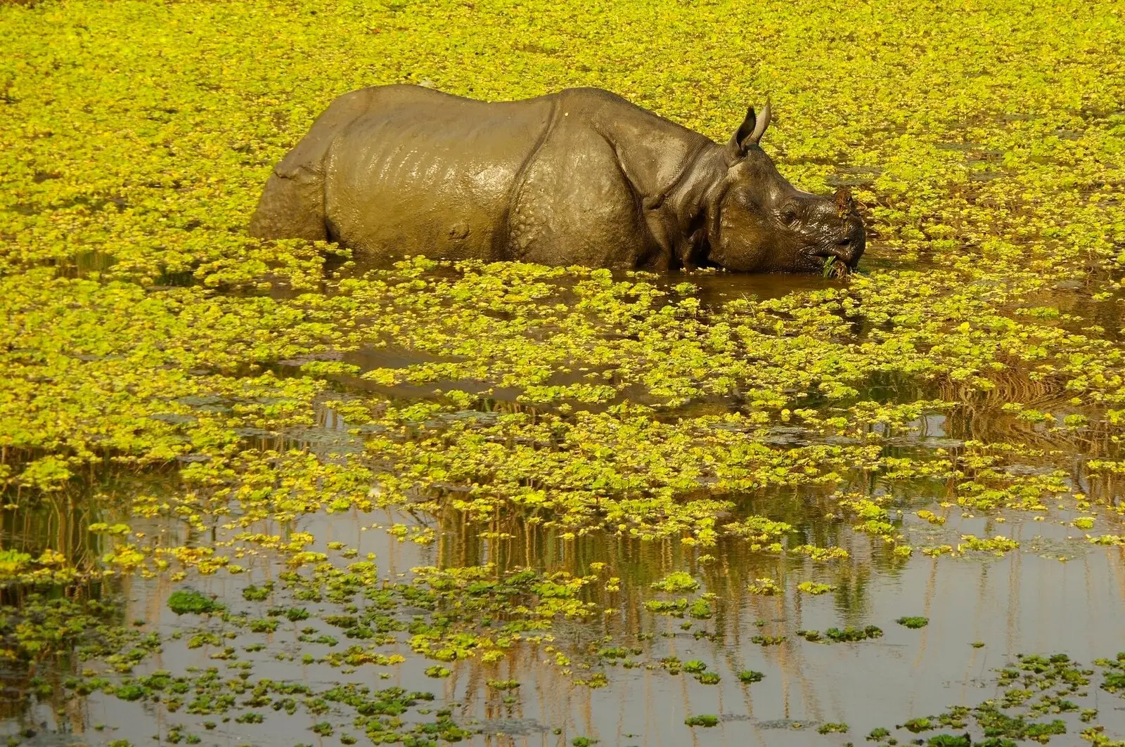 Im Chitwan Nationalpark geht es u. a. auf Pirschfahrt zu Panzernashörnern.