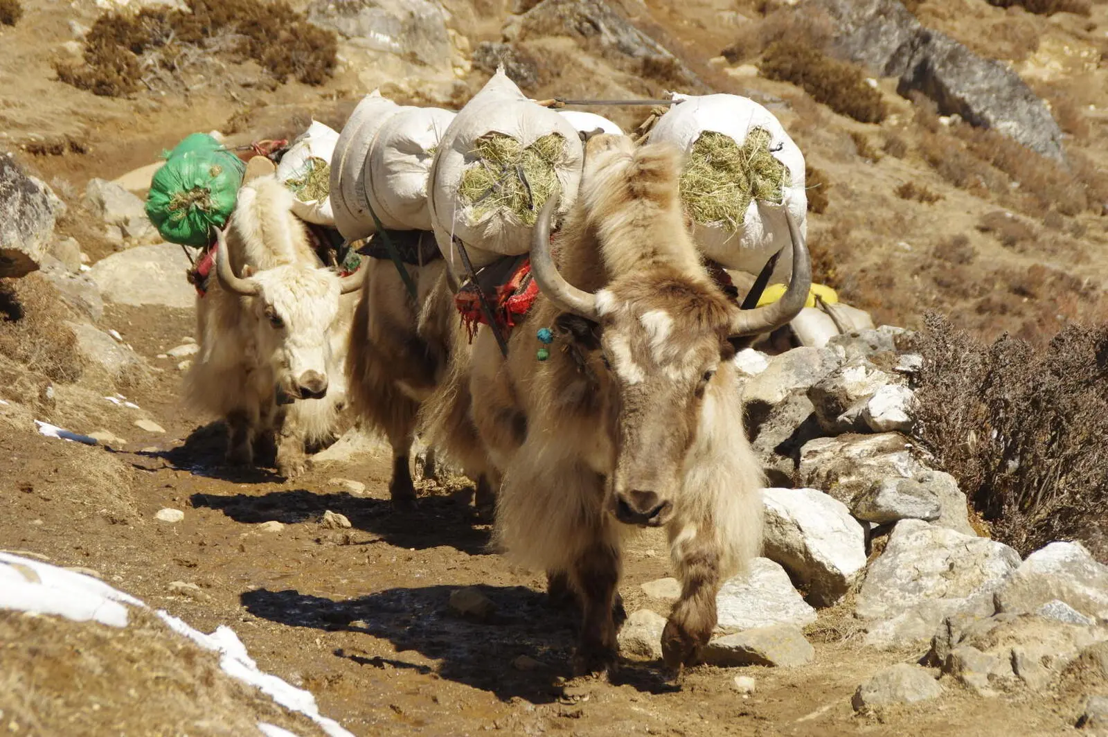 Stete Begleiter im Khumbu Himal: Fleißige Yaks auf dem Weg Richtung Gokyo