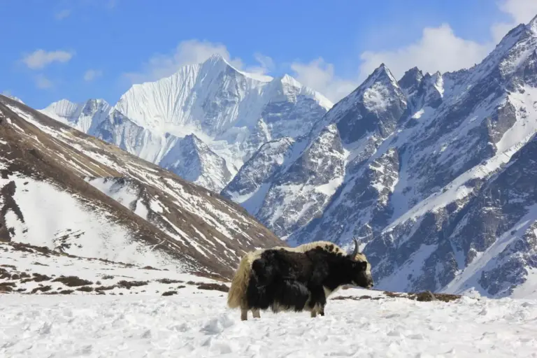 Der Langtang-Trek erfreut mit tiefen Talblicken und nahen Eisgiganten.
