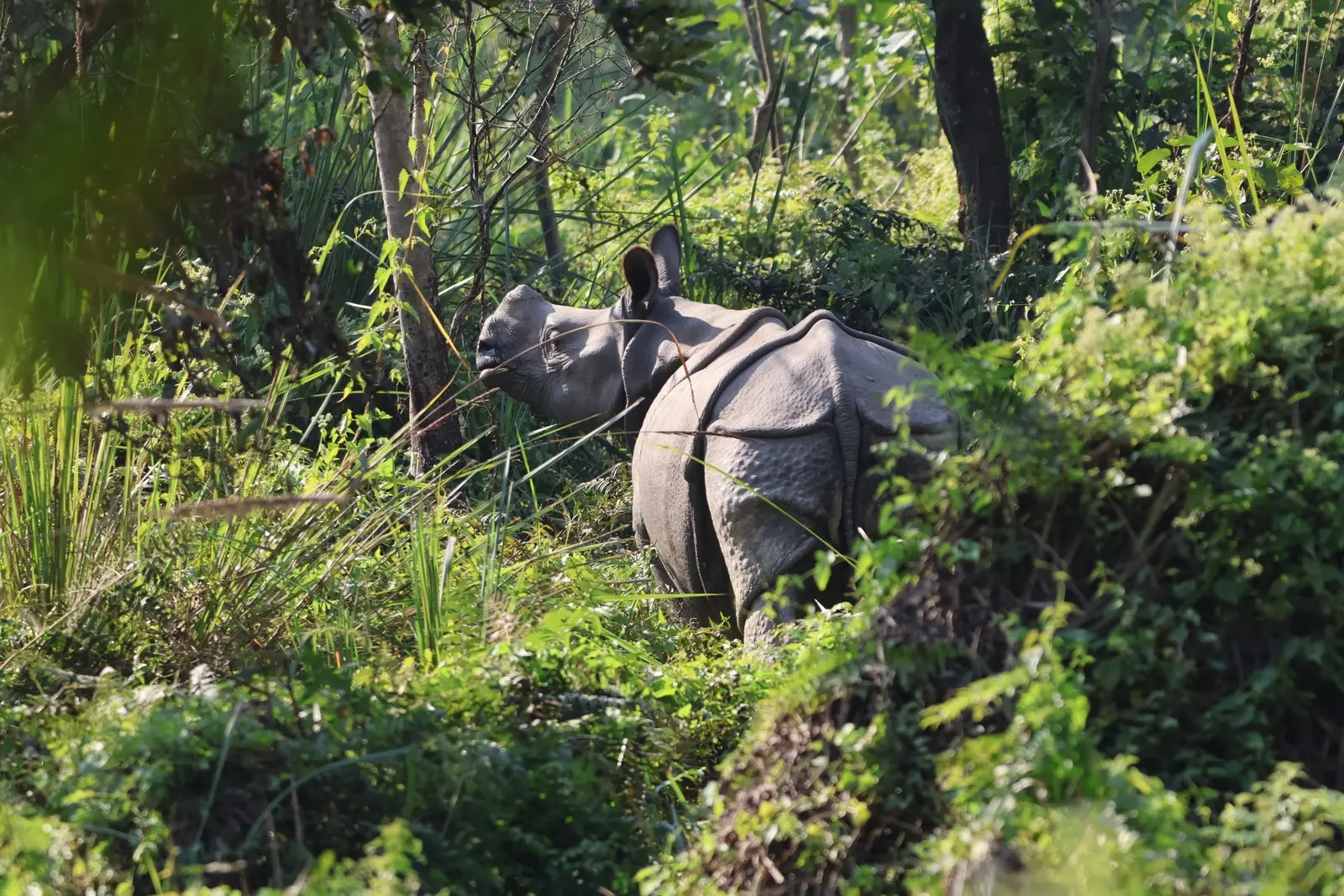 Kontrastprogramm Chitwan: Panzernashörner in freier Wildbahn beobachten
