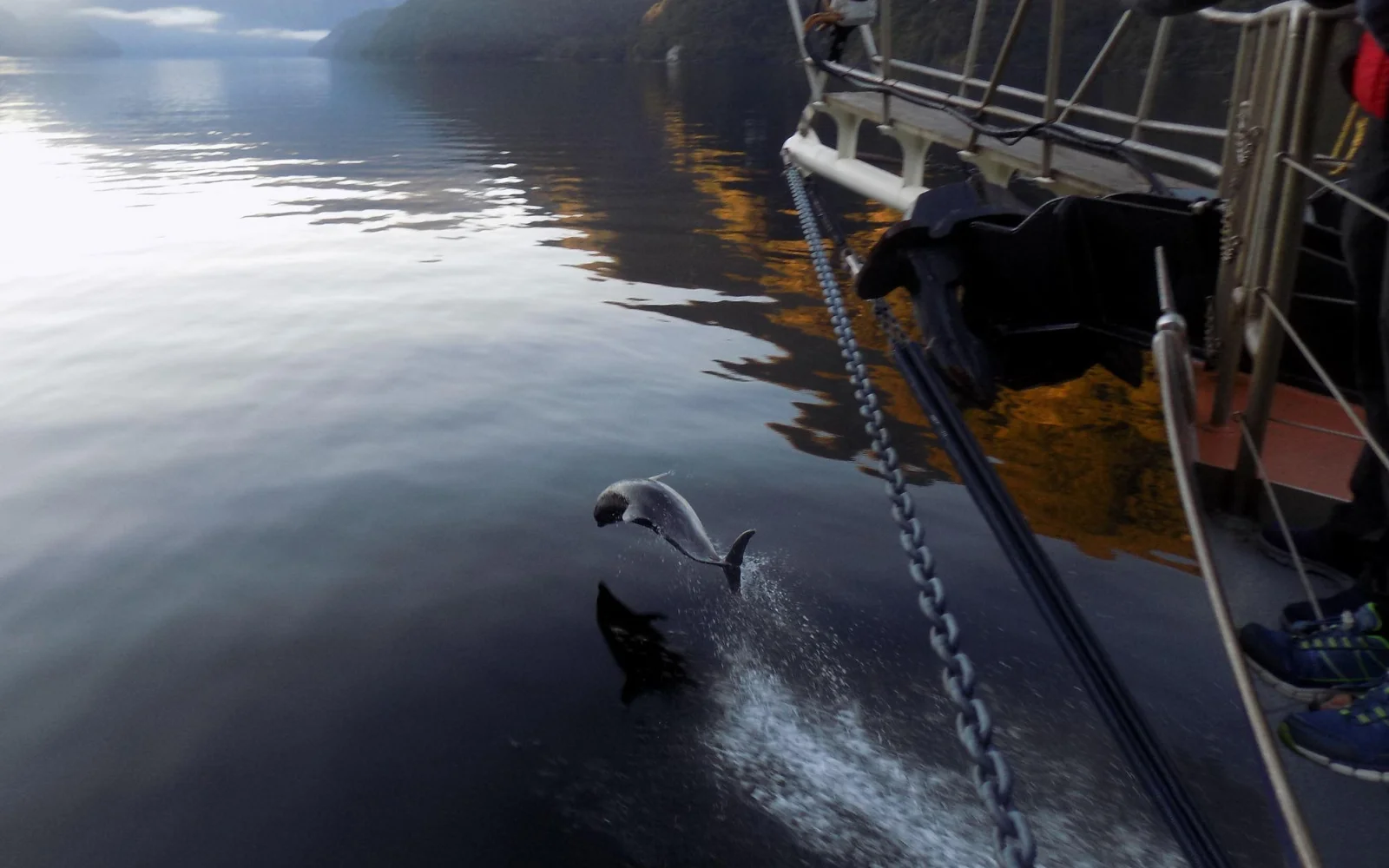Großes Glück im Doubtful Sound (Foto: B. Meyer)