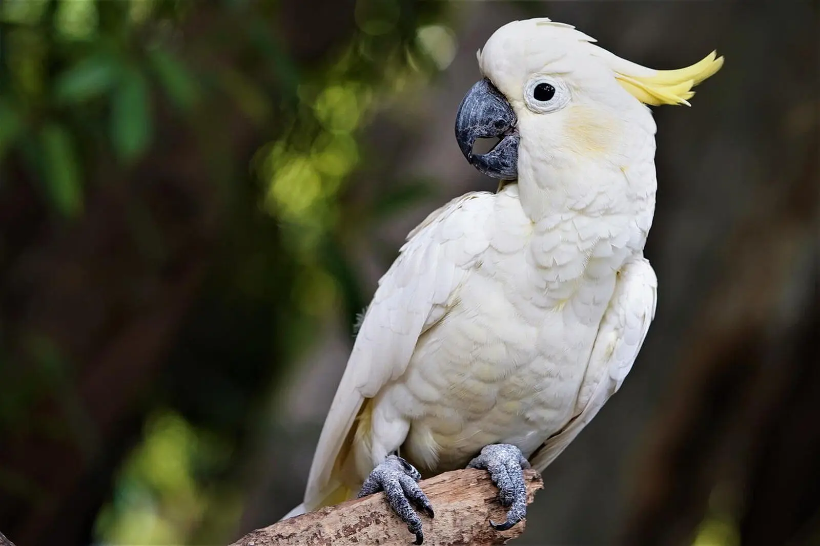 Mit etwas Glück sehen Sie den Nationalvogel, den Gelbwangenkakadu