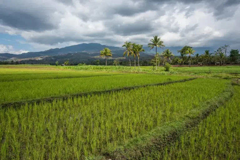 Entlang fruchtbarer Landschaft nach Loihuno