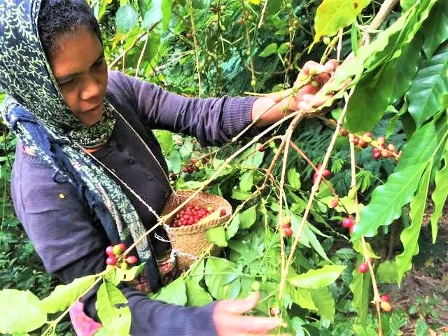 Kurvenreiche Fahrt ins Zentrum der Kaffeeproduktion nach Letefoho