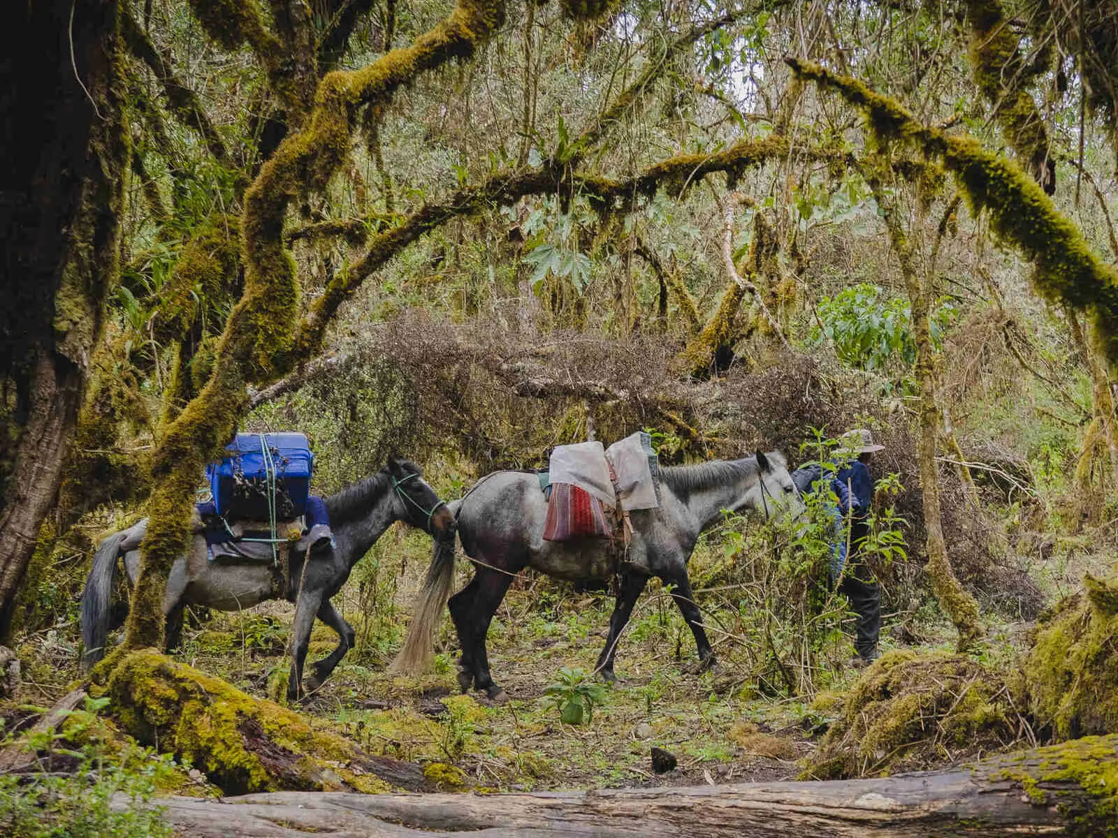 Während des Trekkings wird Ihr Gepäck von Maultieren transportiert