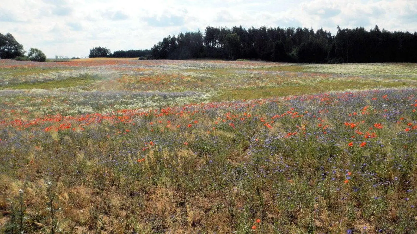 Im Sommer warten rote Mohnwiesen am Wegesrand