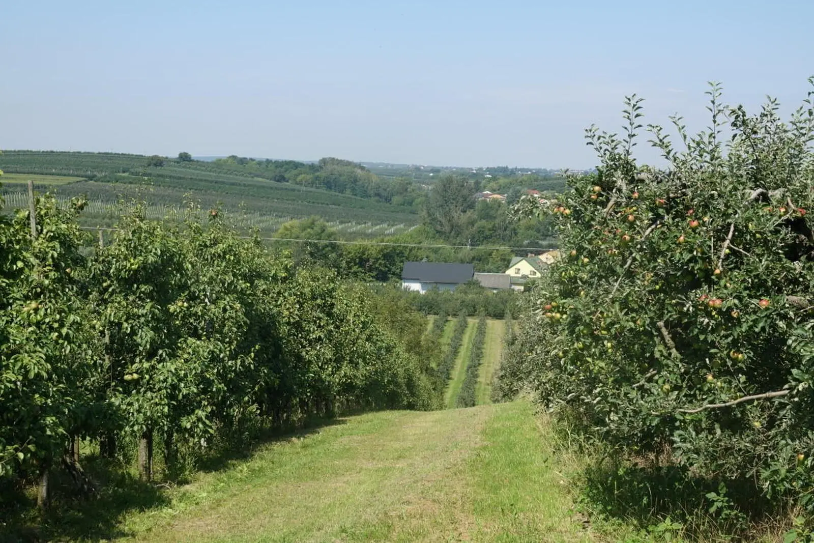 Südländisch anmutende Weichsellandschaft mit Obst, Hopfen und Wein