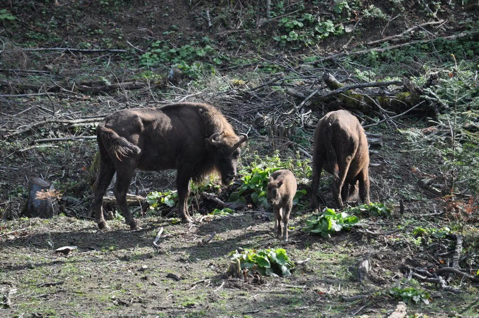 Mit etwas Glück sehen Sie bei Ihren Wanderungen die scheuen Wisente.