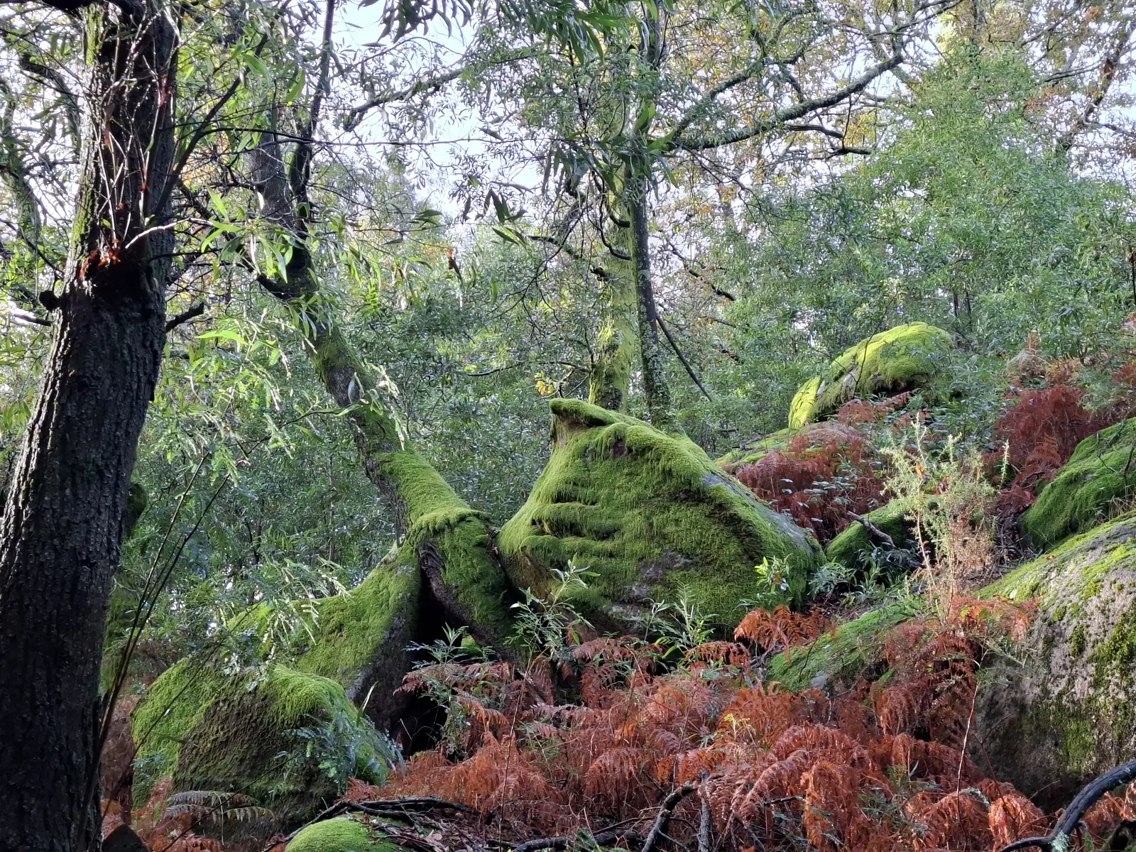 Wir wandern durch fast unberührte Wälder