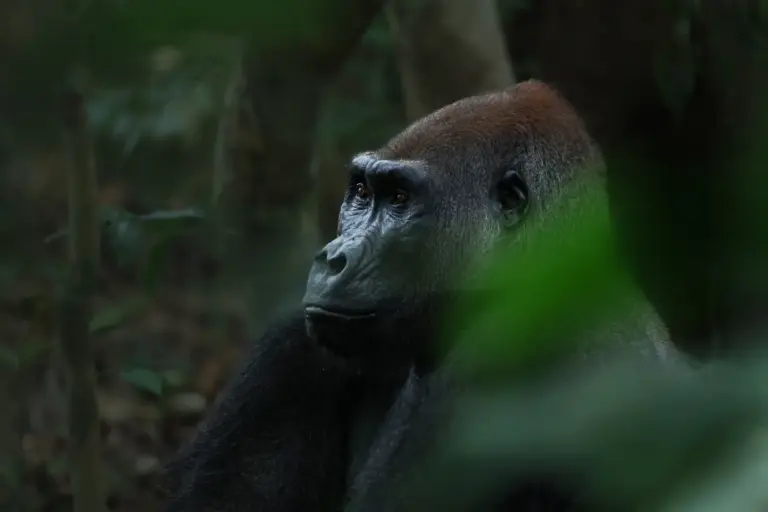 Flachlandgorilla im Nouabalé-Ndoki-Nationalpark