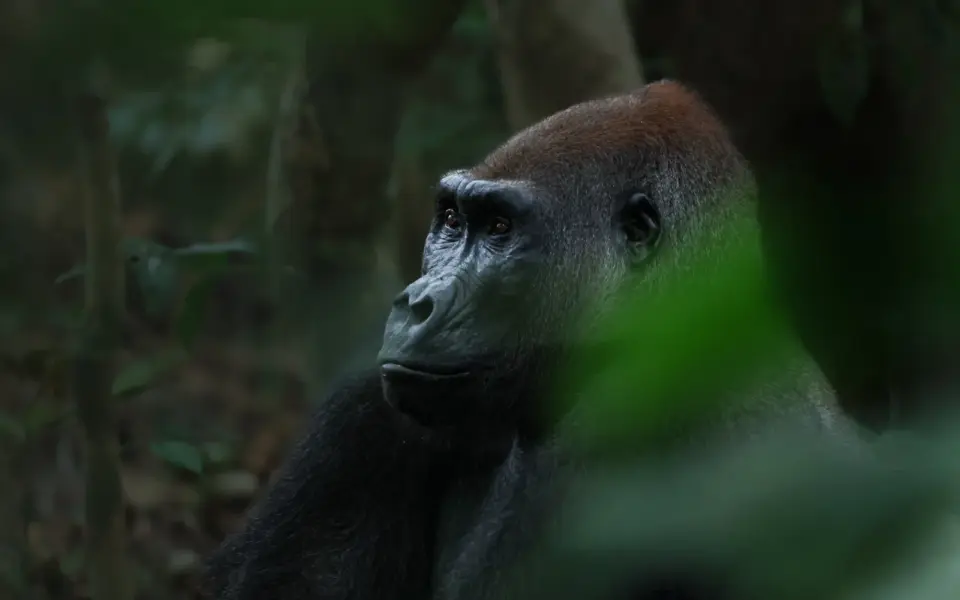 Faszination Gorillas und die wilde Schönheit des Kongo