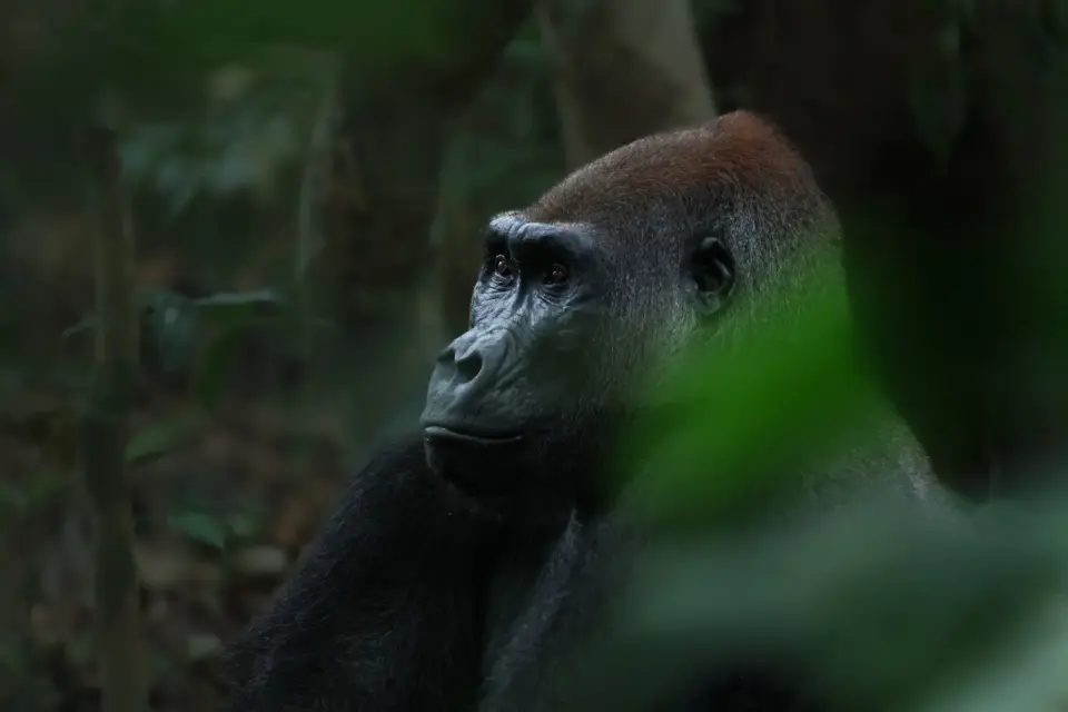 Faszination Gorillas und die wilde Schönheit des Kongo