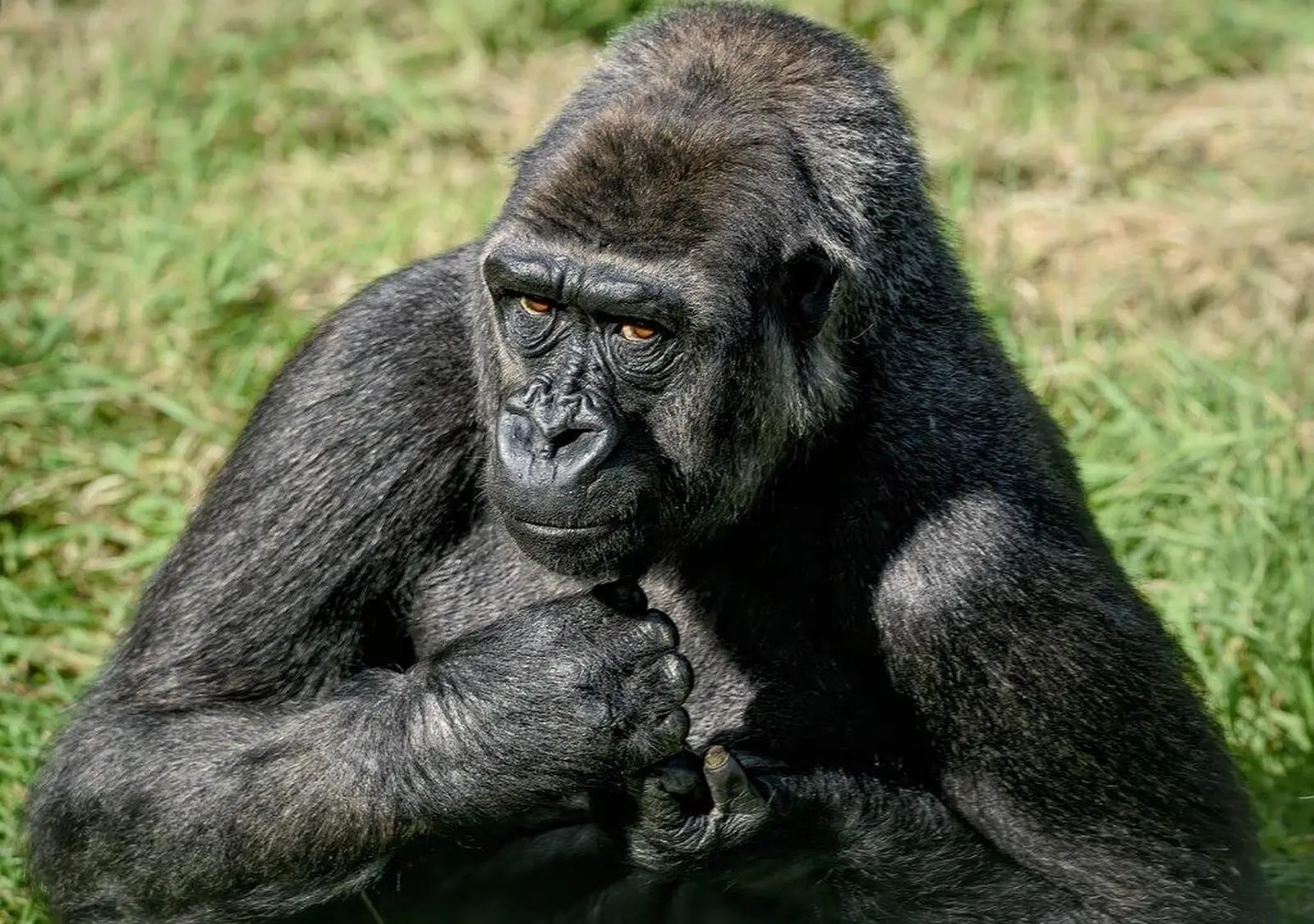 Unvergessliche Momente – Flachlandgorillas in ihrer freier Wildbahn erleben