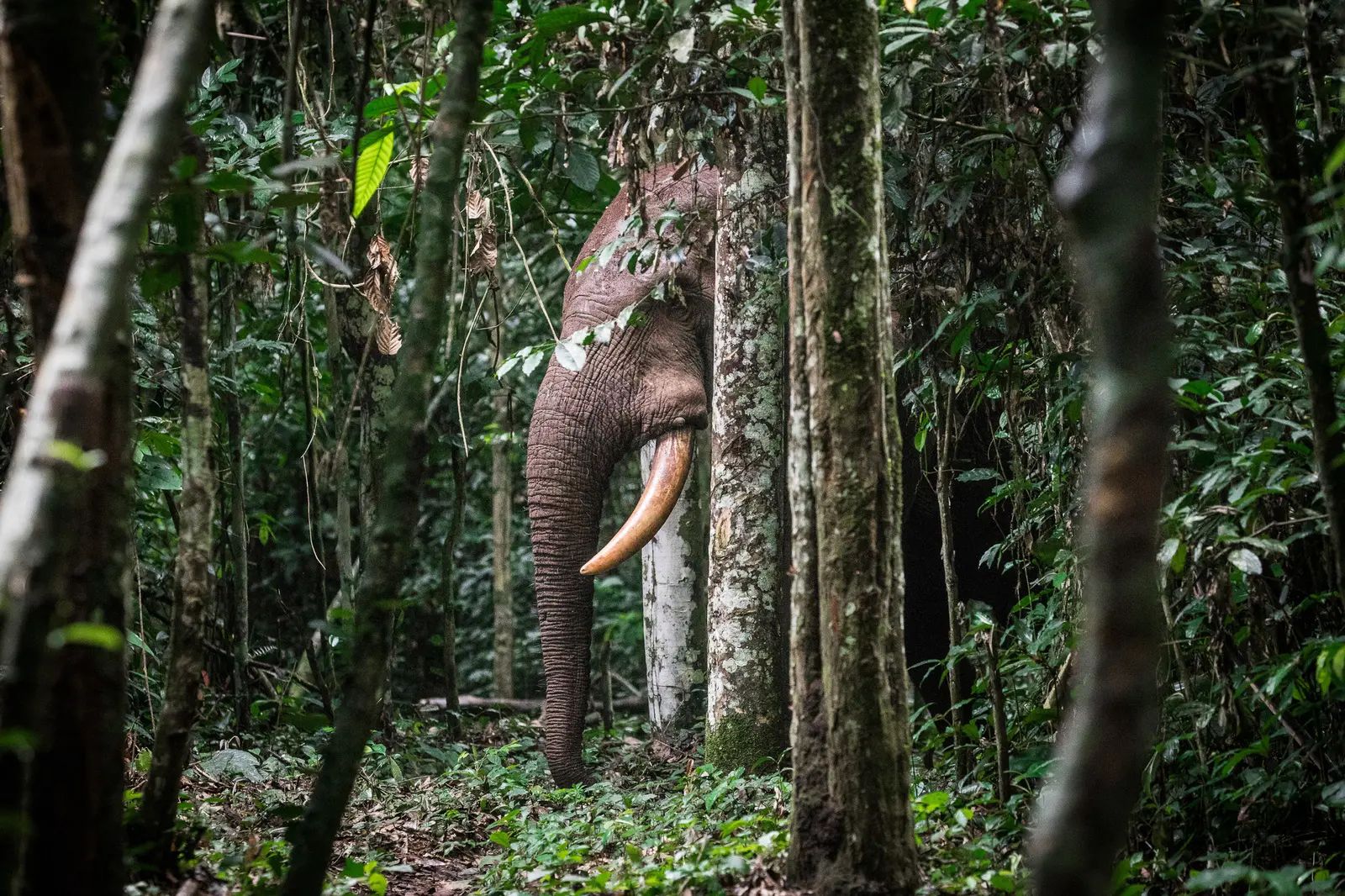 Waldelefant - Nouabalé-Ndoki-Nationalpark