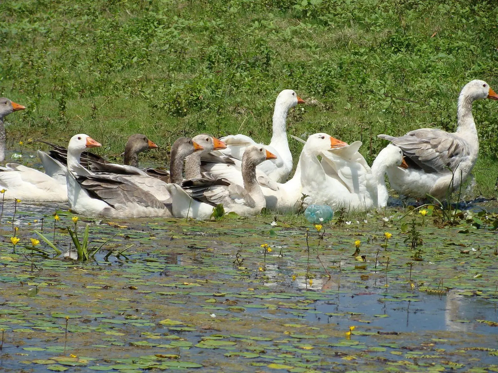 Besonders im Frühjahr ist das Delta grün und Kinderstube für viele Tierarten...