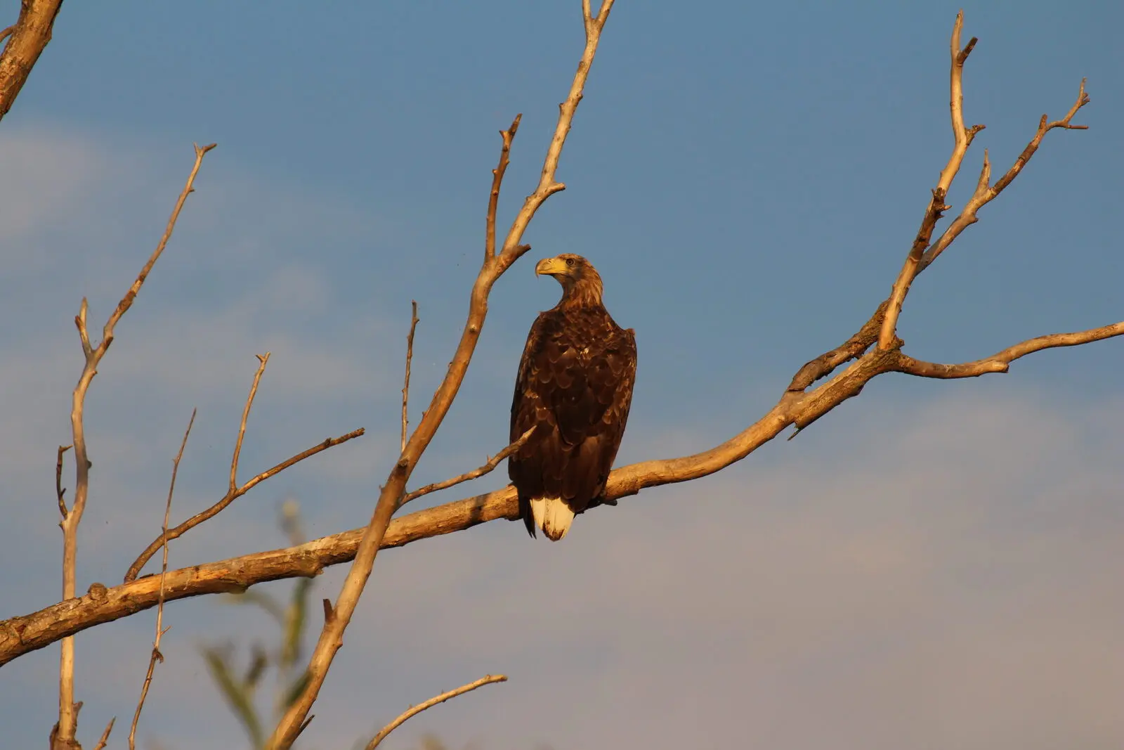 Der Schreiadler zählt zu den heimischen Greifvögeln des Deltas