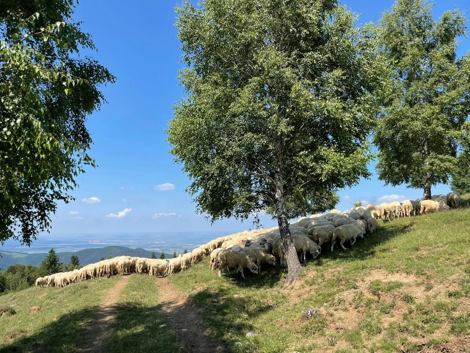 Hirtenleben und Märchenlandschaft  - Hohe Rinne/Paltinis (Foto: Tina Henker)