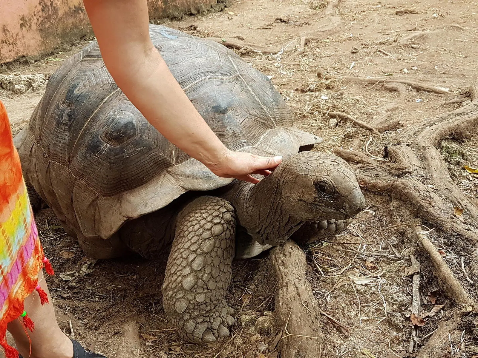 Schildkröten auf Prison Isalnd (wie hier) oder im natürlichen Baraka-Becken