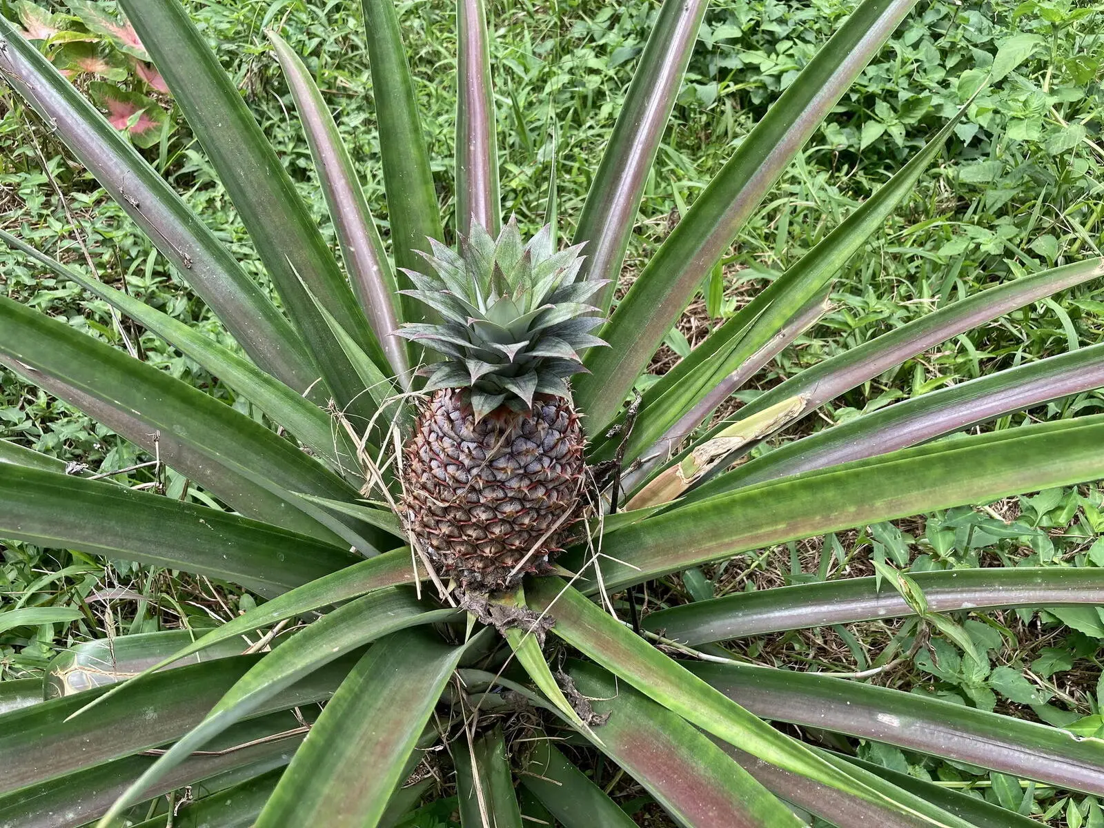 Eine wilde Ananas am Wegesrand, ein typischer Anblick auf den Inseln.