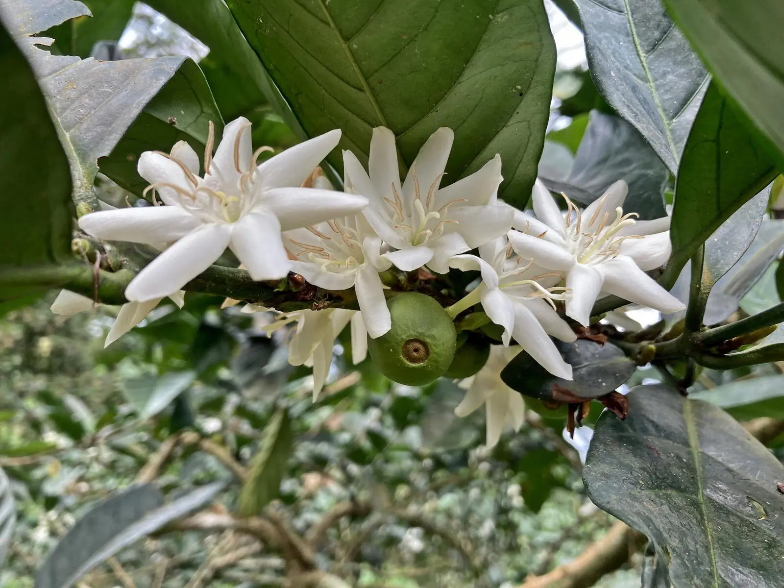 Kaffee - von der Blüte zum perfekten Röstaroma, vom Baum bis in die Tasse