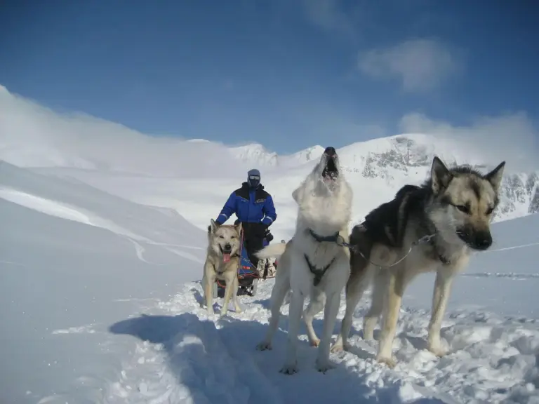 Die Huskys jaulen hier "den Startpfiff".