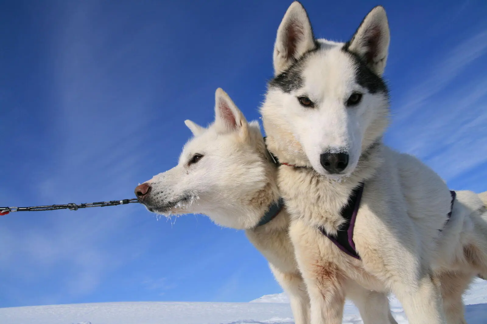Die Huskys werden mit Ihnen ein Dreamteam bilden.