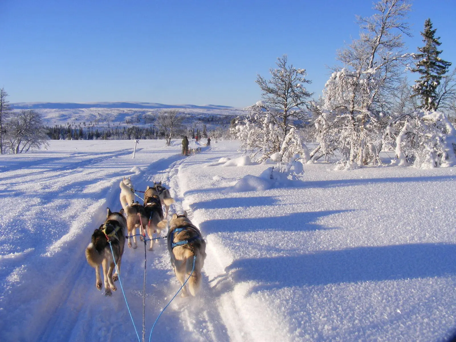 Das besondere Erlebnis: Huskytour 