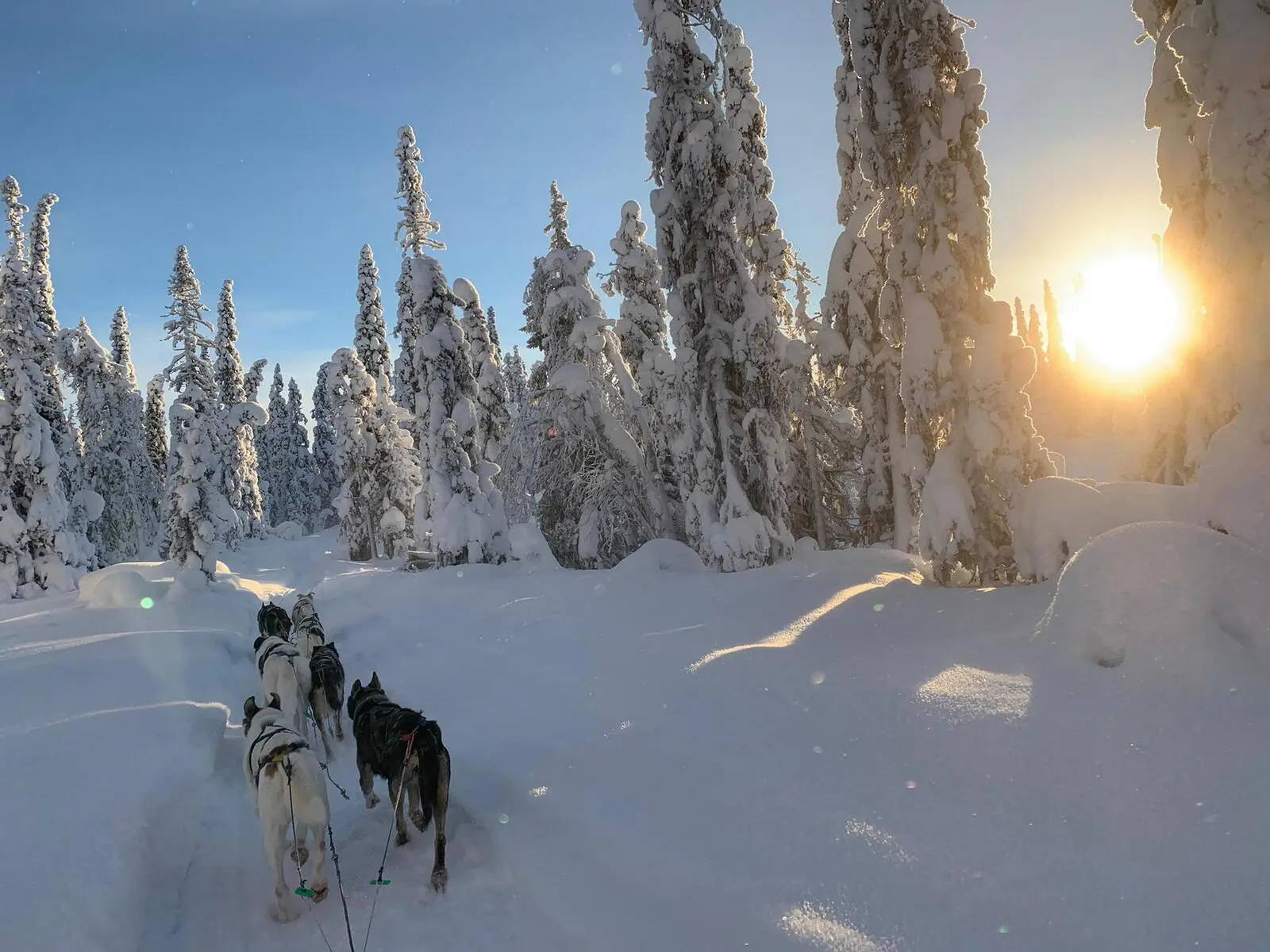 Im Sonnenschein durch tief verschneite Wälder