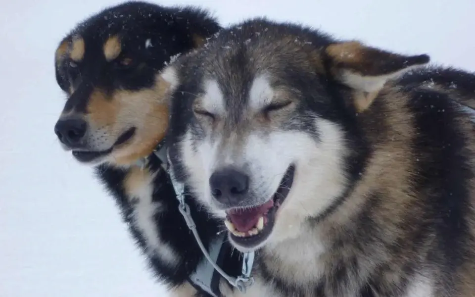 Huskytour von Hütte zu Hütte