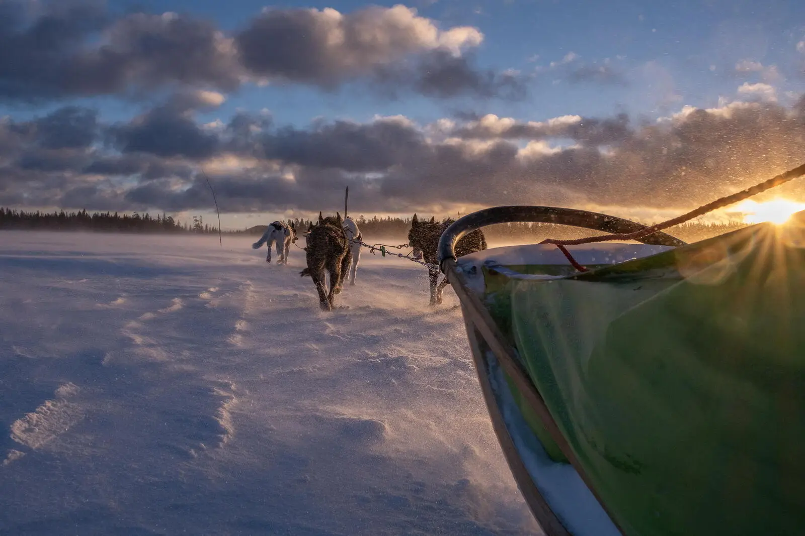 Spüren Sie die Kraft und Energie der Alaskan Huskies