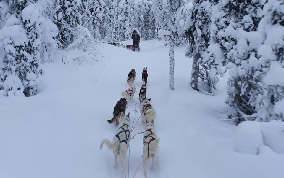 Huskyabenteuer nördlich des Polarkreises