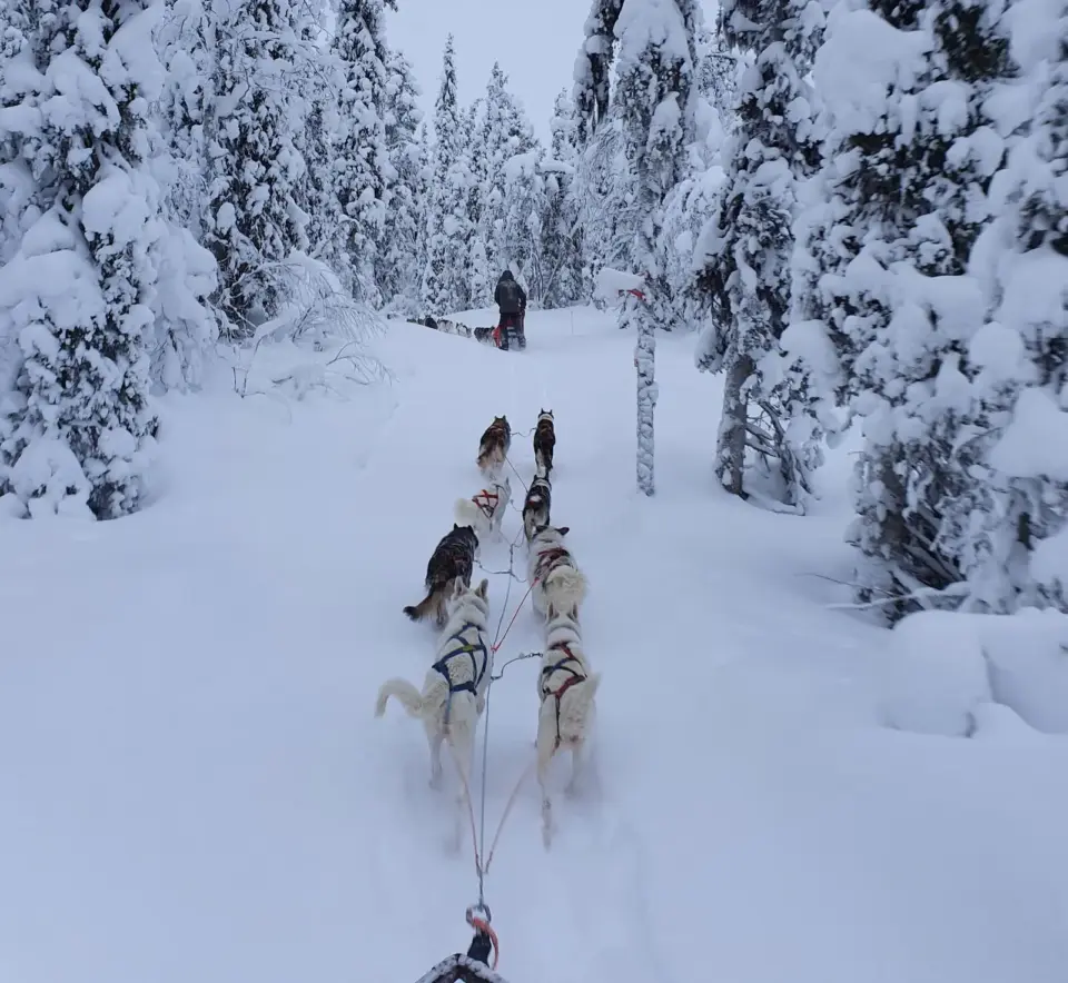 Huskyabenteuer nördlich des Polarkreises