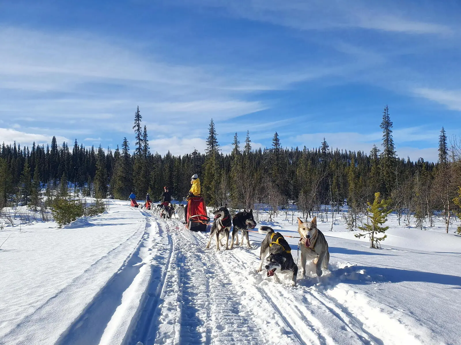 Auf Tagesetappen bis 28km Länge lenken Sie Ihr eigenes Huskygespann.