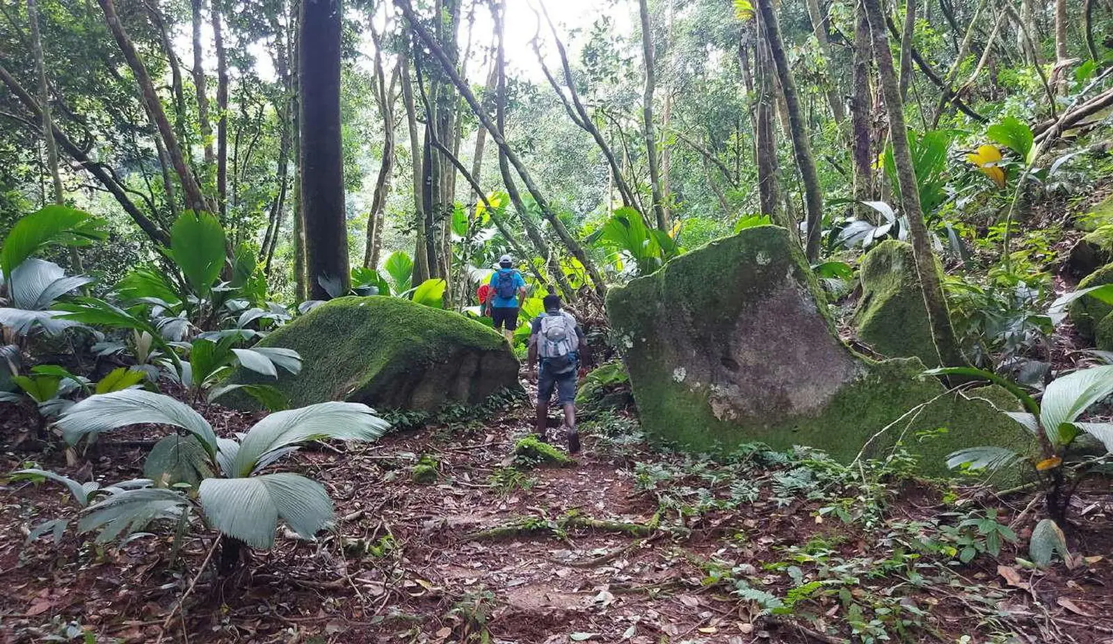 Auf den Wanderungen erkunden Sie die spektakulären Wälder der Seychellen