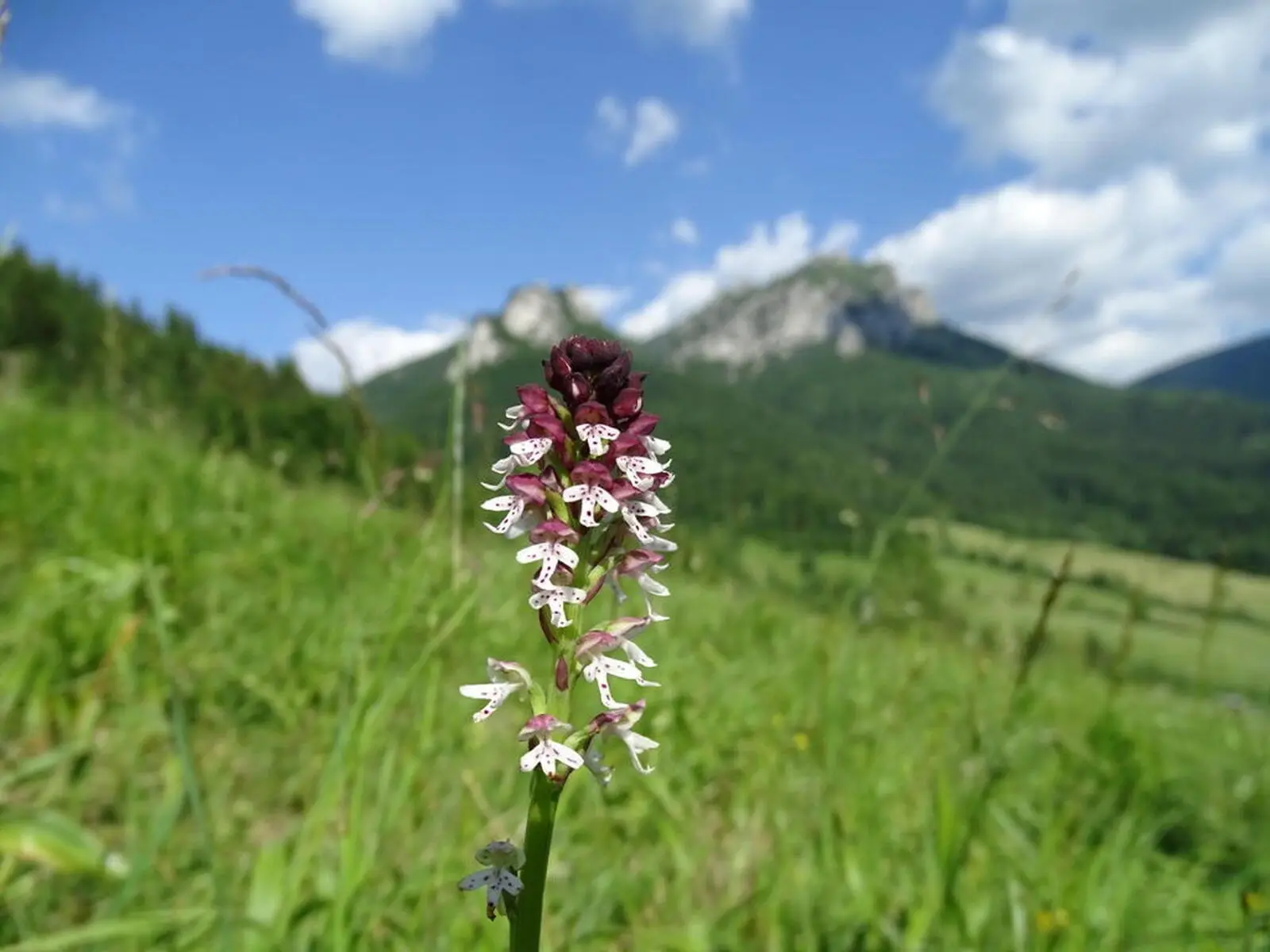 Die Mala Fatra – ein wahres Paradies für Botaniker!