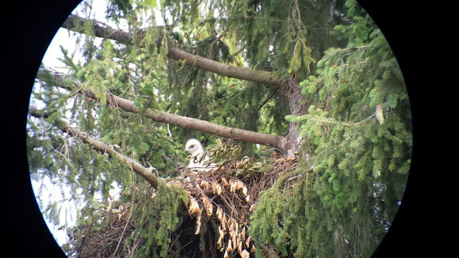 Mit etwas Glück entdecken Sie wie hier einen jungen Adler in seinem Horst