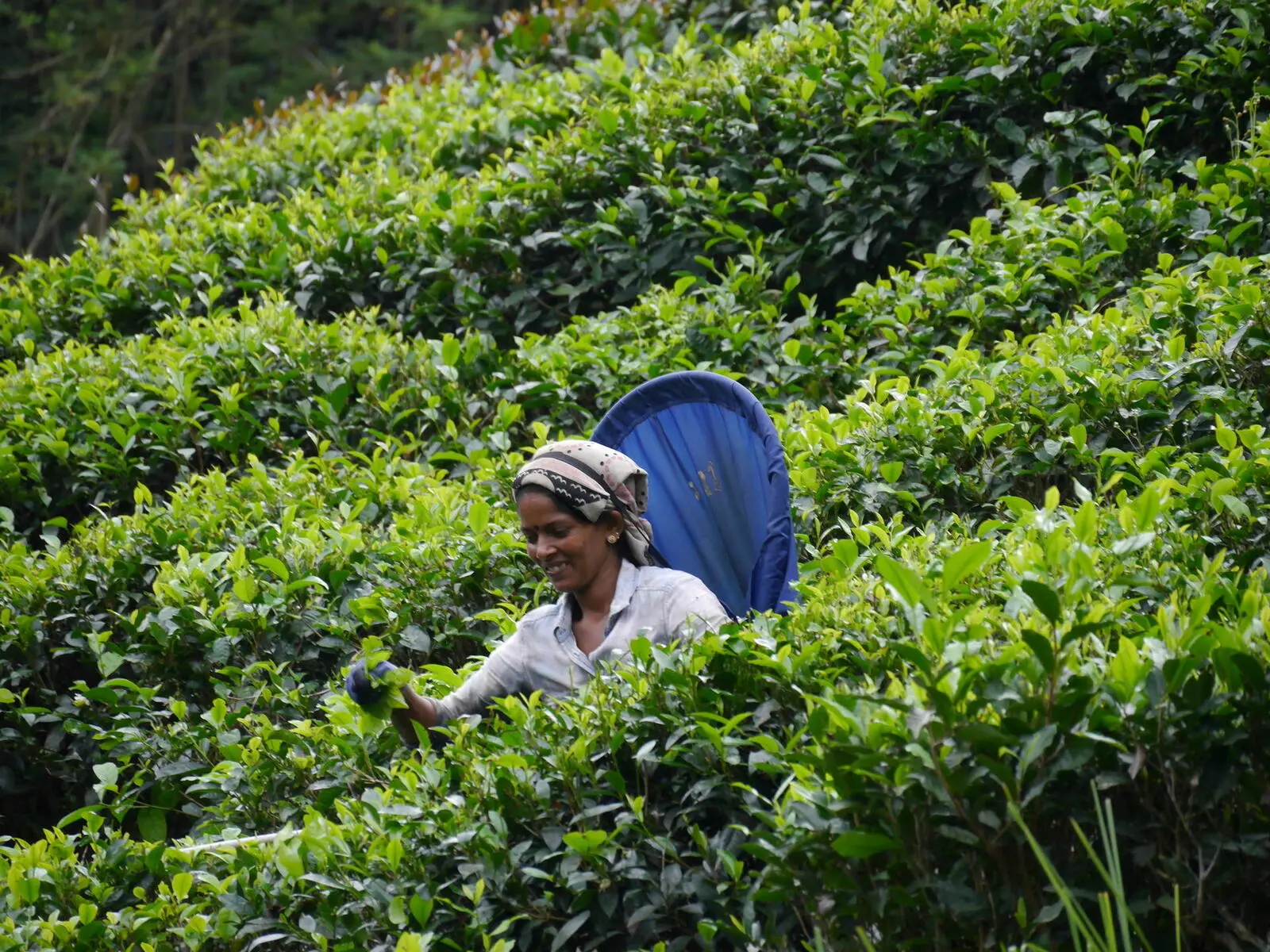 Eines der vielen Sinnbilder Sri Lankas: eine Teepflückerin