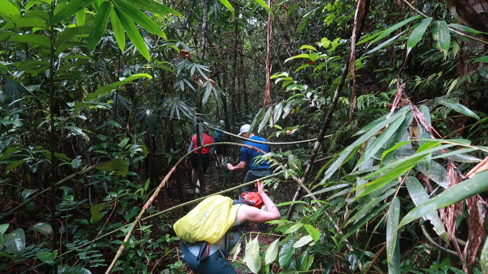 Wandern Sie im ursprünglichen, dichten Dschungel