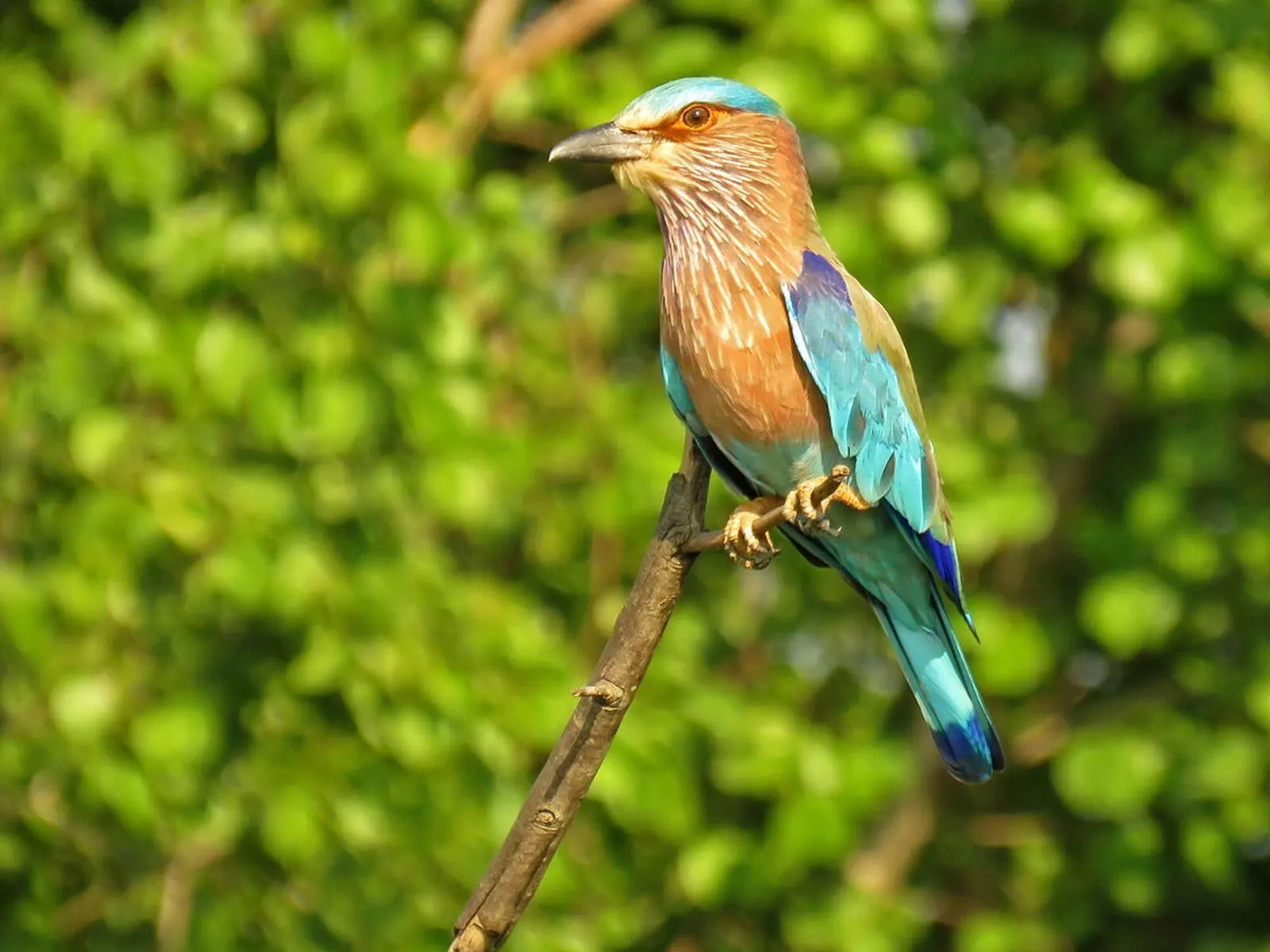 Die Insel ist für ihre vielfältige Vogelwelt bekannt wie z. B. der Roller