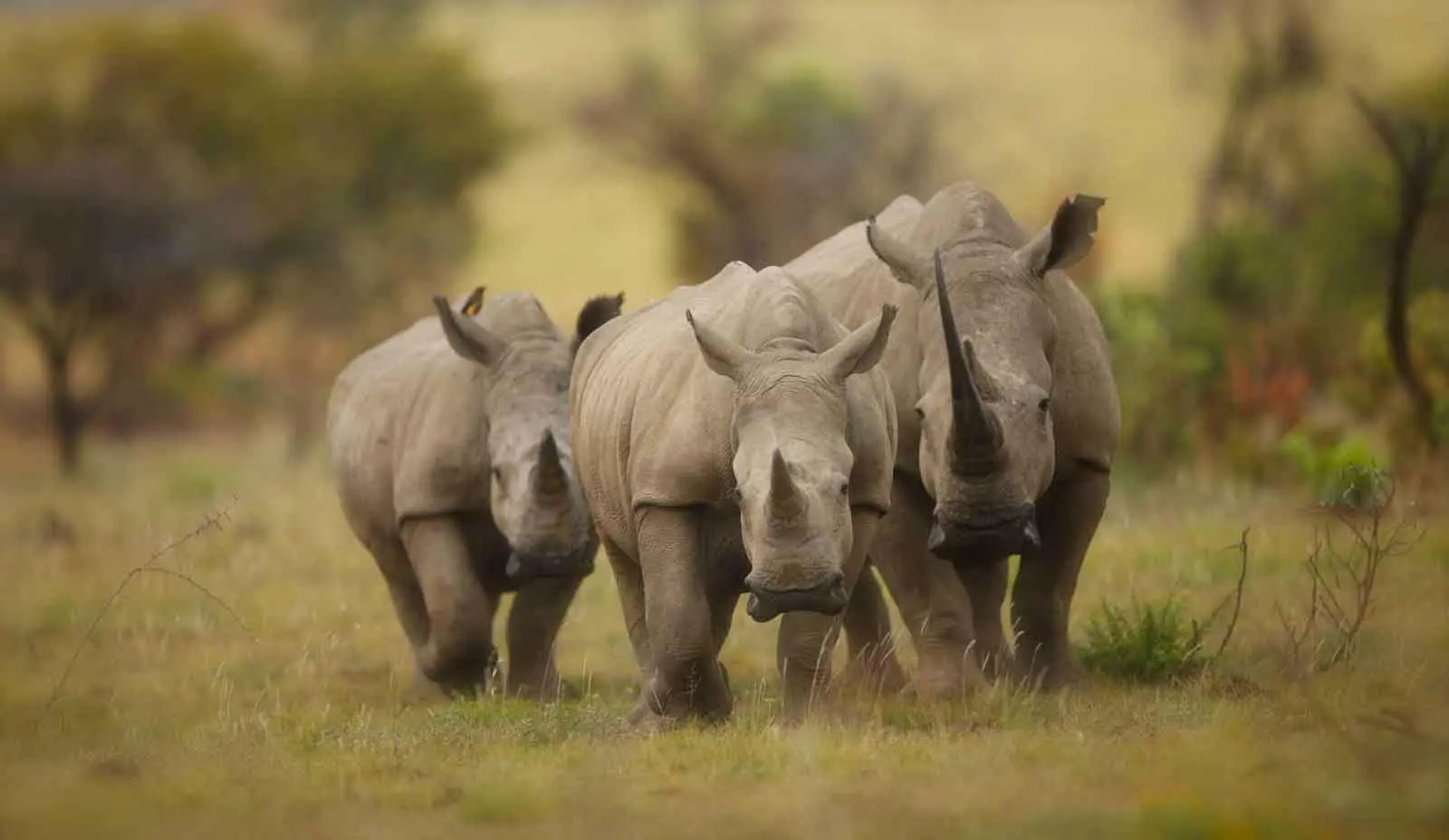 Das Reservat befindet sich in direkter Nachbarschaft zum Krüger-Nationalpark. (© Africa On Foot)