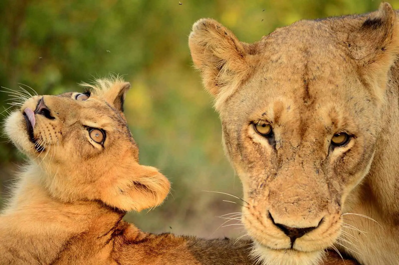 Eine Begegnung mit dem König der Savanne ist besonders eindrucksvoll (© Africa On Foot)