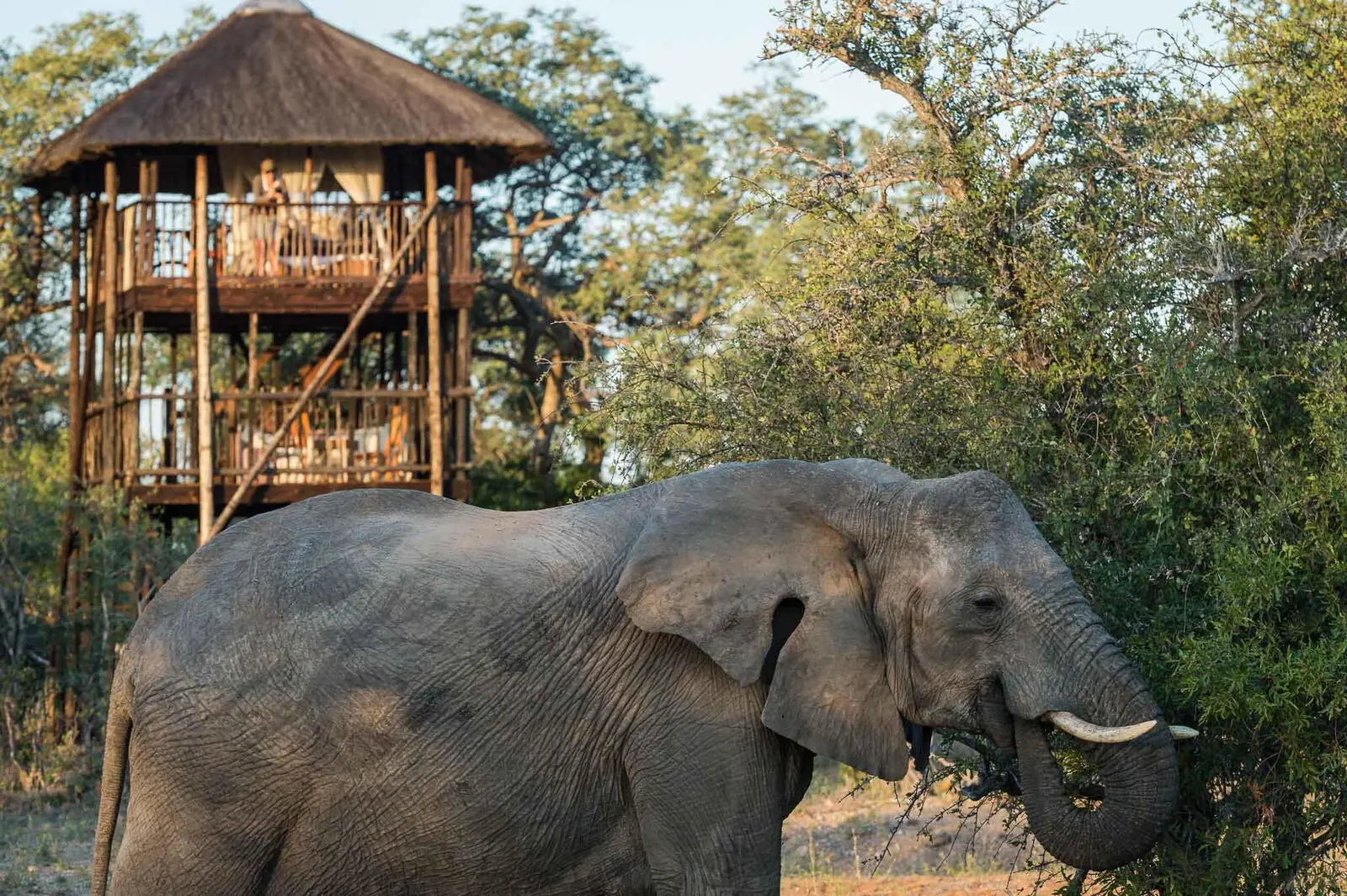 und auf die Tierwelt. (© Africa On Foot)